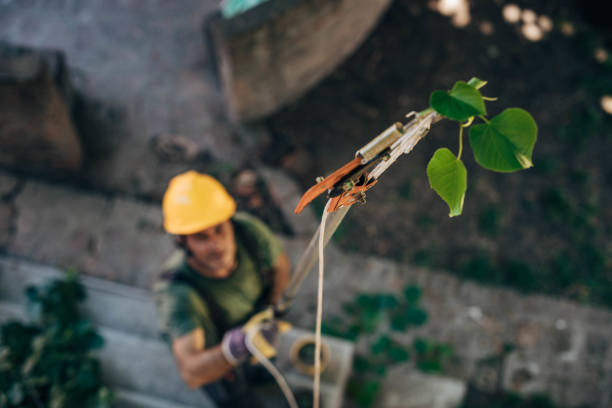 How Our Tree Care Process Works  in Bellport, NY